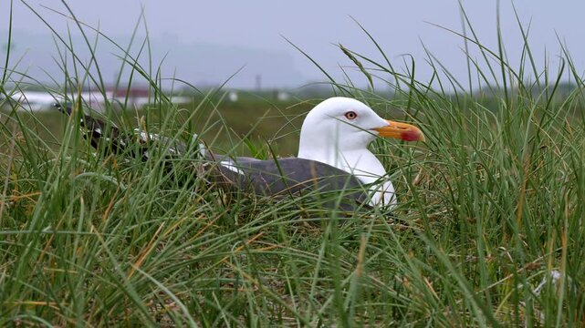 Heringsm&ouml;we, Larus fuscus, Helgoland