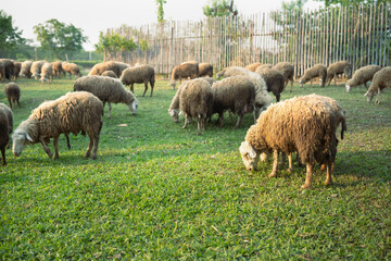 Obraz premium Herd of sheep are calmly grazing near a river in rural countryside