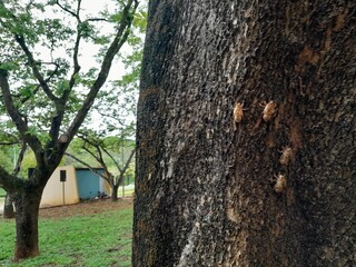 nature tree cicada brazil wild forest bug insect 