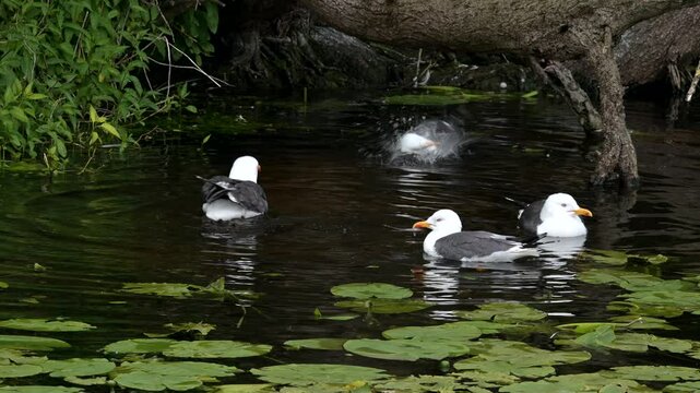 Heringsm&ouml;we, Larus fuscus, Helgoland