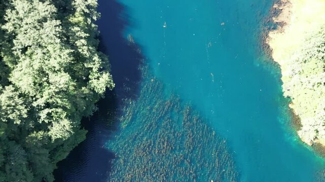 Underwater Kelp Forest dron bird view in Blue eye river, Albania. Green Seaweed leaves in Turquoise and green water scenic aerial view in Muzine, Finiq, Albania, Europe.