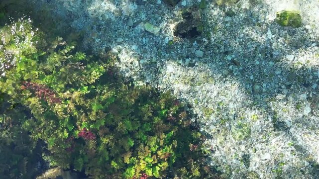 River coast dron bird view in Blue eye river, Albania. Green Seaweed leaves in Turquoise and green water river Bistrice scenic aerial view in Muzine, Finiq, Albania, Europe.
