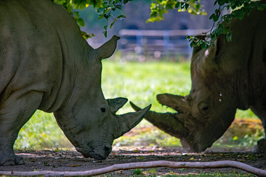 Interaktion zweier Nash&ouml;rner im Augsburger Zoo