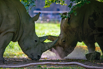 Begegnung mit Hornkontakt im Zoo Augsburg