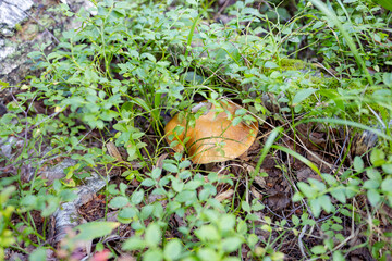 Mushrooms grow in the forest in dense greenery. Only brown hats are visible among the foliage and dense grass.