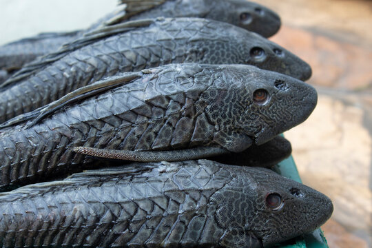 Hypostomus plecostomus _ suckermouth catfish _ Bod&oacute;