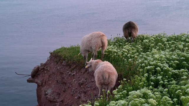 Schaafe auf Helgoland