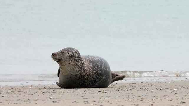 Seehund, Phoca vitulina, Helgoland