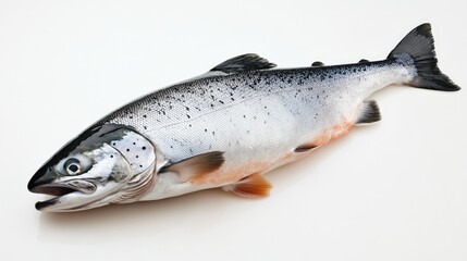 High-resolution image of a whole salmon with its head and tail on a white background, emphasizing its sleek body and glistening scales.