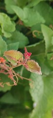 bridal tears flower leaves