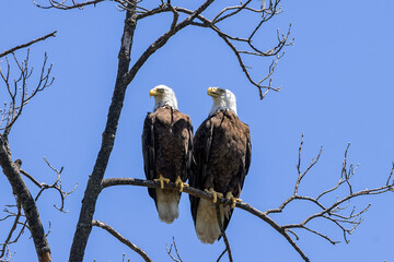 A pair of Bald Eagles, male (left) and female, pose near the shore of Keystone Lake, Oklahoma.