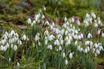 White bell shaped flowers of Snowdrops Galanthus nivalis