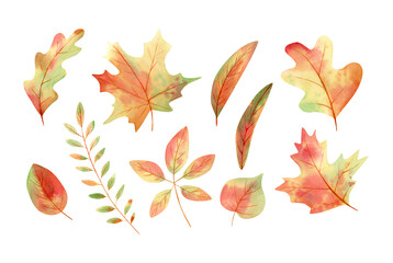 Autumn leaves set watercolor. Hand drawn simple watercolor illustration with oak, maple, birch leaves in orange, brown, green and red colors