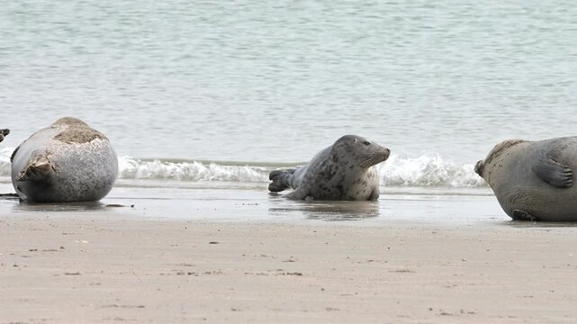 Seehund, Phoca vitulina, Helgoland
