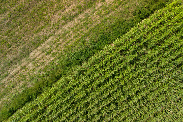 Low altitude aerial photo of maize or corn. Aerial view of green corn fields. Drone view