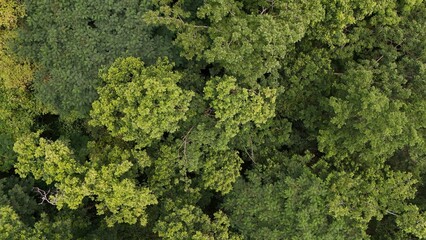 Aerial view the Tropical forest Healthy environment green tone 