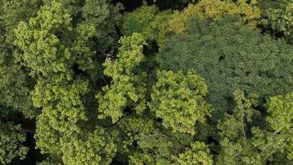 Aerial view the Tropical forest Healthy environment green tone 