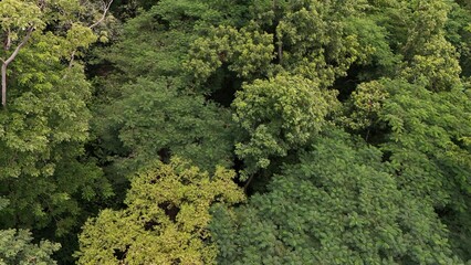 Aerial view the Tropical forest Healthy environment green tone 