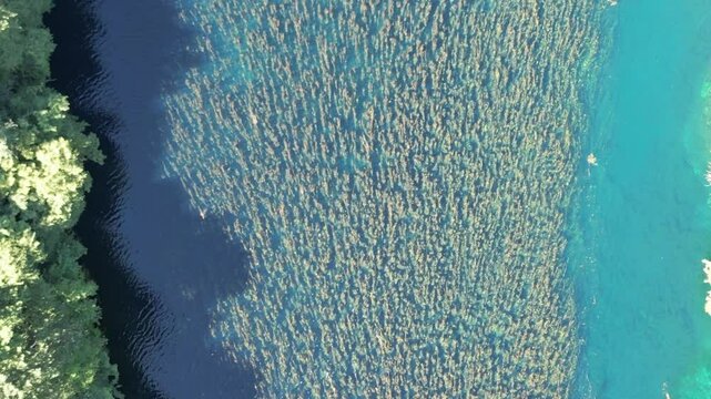 Underwater Kelp Forest dron bird view in Blue eye river, Albania. Green Seaweed leaves in Turquoise and green water scenic aerial view in Muzine, Finiq, Albania, Europe.