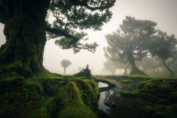 Atmospheric mystical old growth Fanal forest in Madeira, with a small pond in the foreground