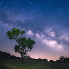 A laurel tree in the Fanal Forest in Madeira, Portugal with the Milky Way galaxy