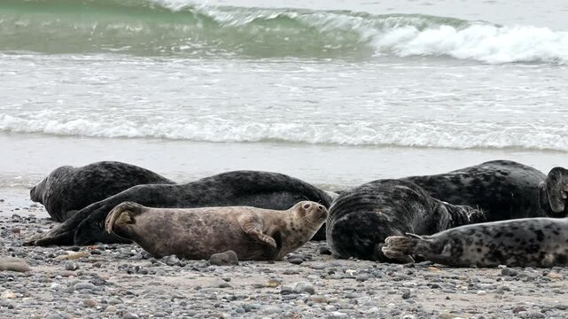 Seehund, Phoca vitulina, Helgoland