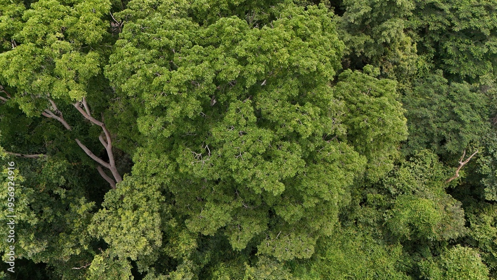 Wall mural Aerial view the Tropical forest Healthy environment green tone 