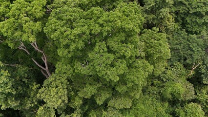 Aerial view the Tropical forest Healthy environment green tone 