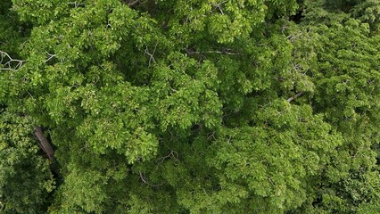 Naklejka premium Aerial view the Tropical forest Healthy environment green tone 