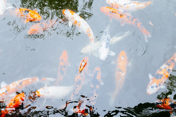 Group of Koi