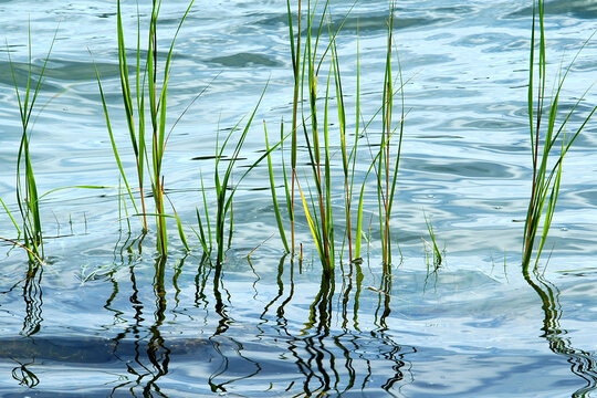 Blue marshlands water on high tide with green water grass plants. Marshlands Water Rye, NY