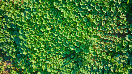 Aerial Fly Over Lush Green Crop Field at Golden Hour