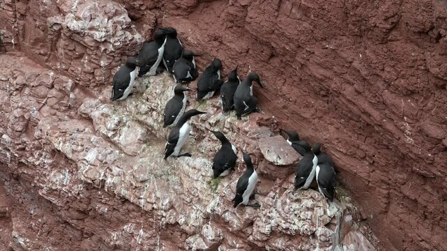 Trottellumme - Uria aalge - Helgoland