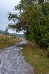 Road in the woods. Travel concept. High quality photo.