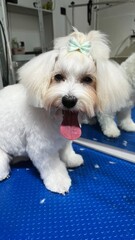 Maltese dog with short-cropped muzzle, long hair on ears and head tied in a ponytail with a mint-colored bow sits on a grooming table with an open mouth. white fur. cute pet