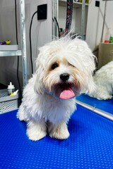 Maltese with dirty hair before haircut in grooming salon sits on blue table