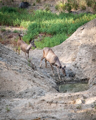 Deer finding water and taking a drink in the wild of the jungle in India