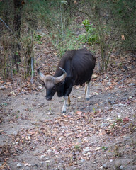 Bison in the wild in the jungle of India