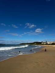 beach with driftwood