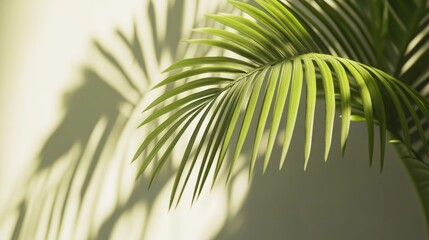 Obraz premium Palm Leaf Shadow on Wall