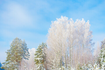 Landscape. Frozen winter forest with snow covered trees.