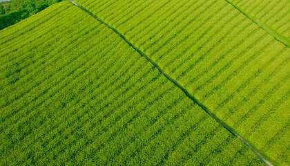 Fototapeta premium aerial view of a green field with the plane flying over it