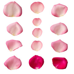 Rosenblätter als Set, isoliert auf weißen Hintergrund, Freisteller 