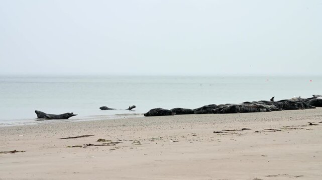 Kegelrobbe, Halichoerus grypus, Helgoland