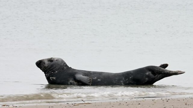 Kegelrobbe, Halichoerus grypus, Helgoland