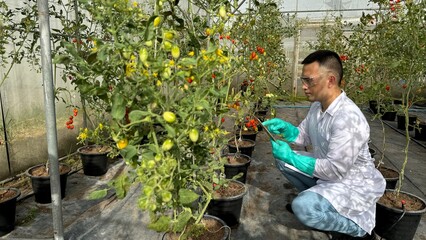 Nutritionist is inspecting the neatness of the vegetable plots and checking the quality of vegetables in the greenhouses.