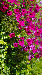 Obraz premium Vibrant summer street flowers background, full of color and life, perfect for seasonal themes..