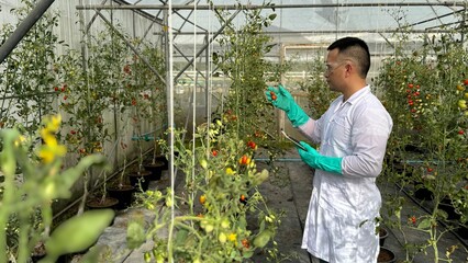 Nutritionist is inspecting the neatness of the vegetable plots and checking the quality of vegetables in the greenhouses.