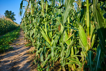 Obraz premium Lush Sweet Cornfield at Golden Hour with Dirt Path Perspective