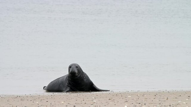 Kegelrobbe, Halichoerus grypus, Helgoland